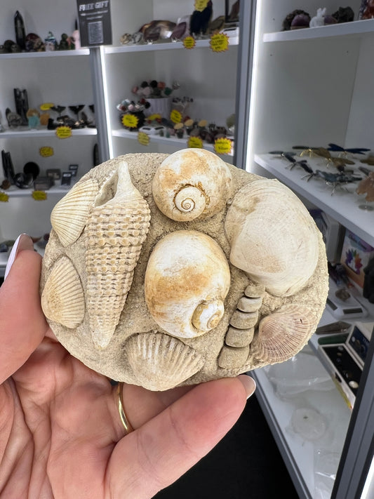 Turritella Shell Cluster Slab