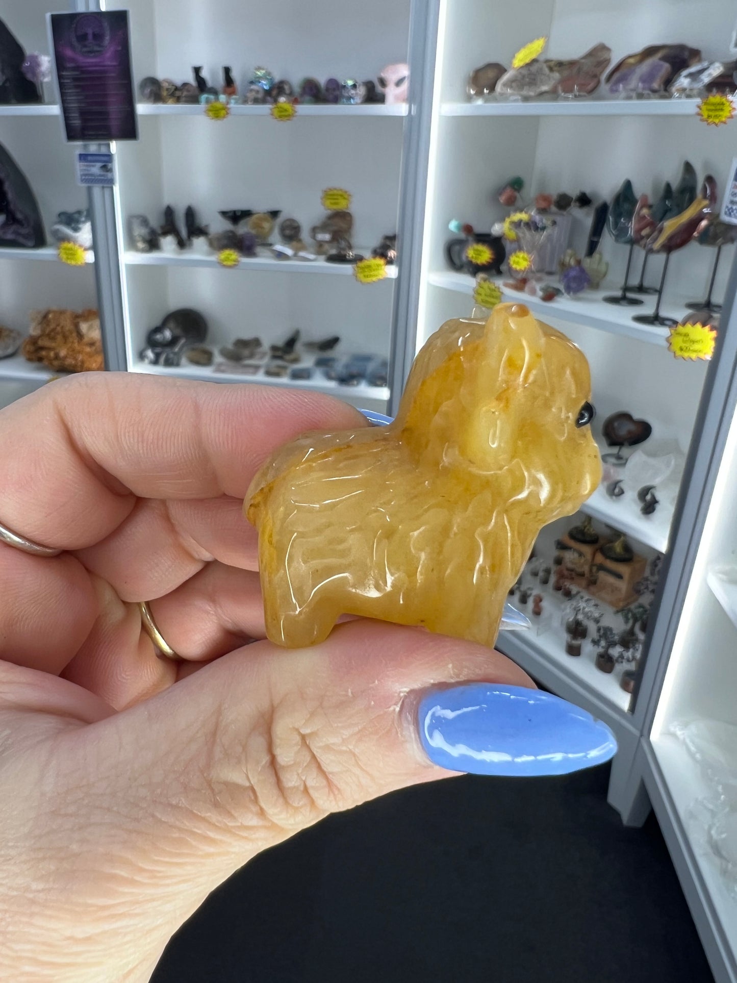 Golden Healer Highland Cow