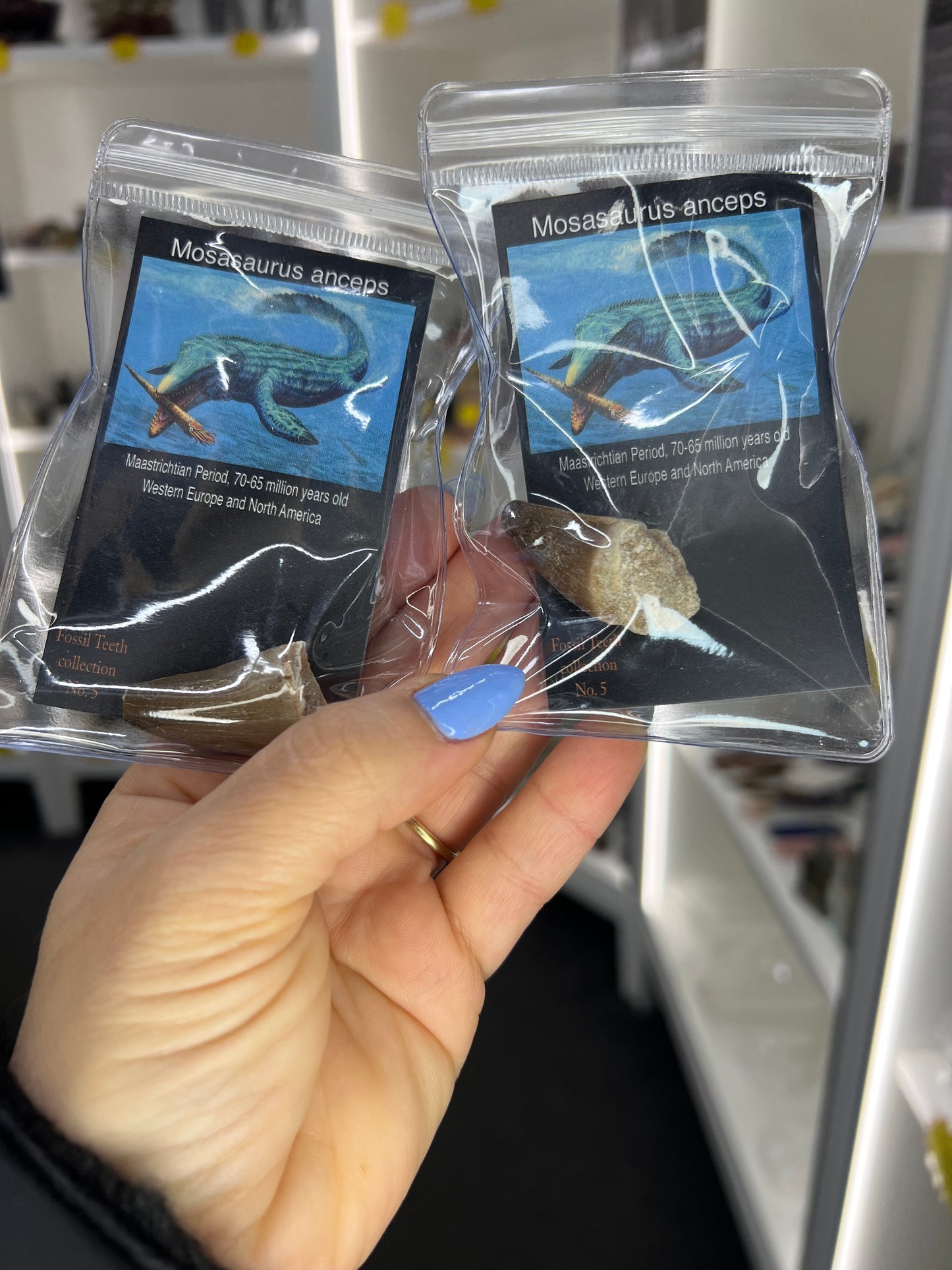 Mosasaurus Anceps Tooth