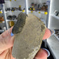 Trilobite in Matrix