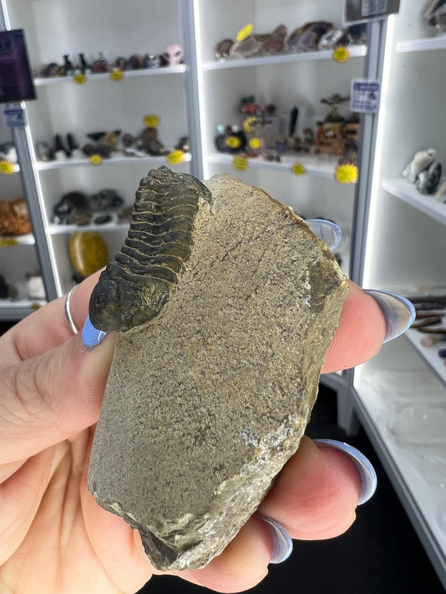 Trilobite in Matrix