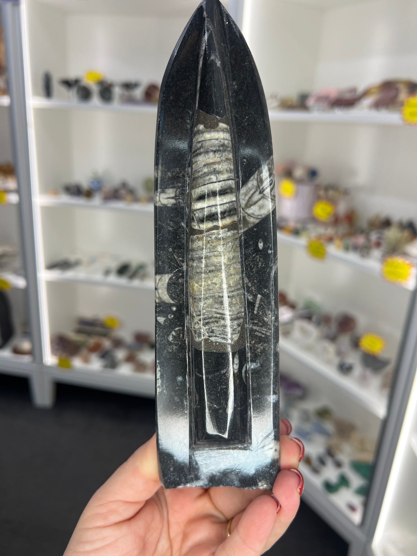 Orthoceras Totem