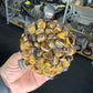 Tiger Eye Turtle