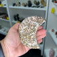 Leopardskin Jasper Moon