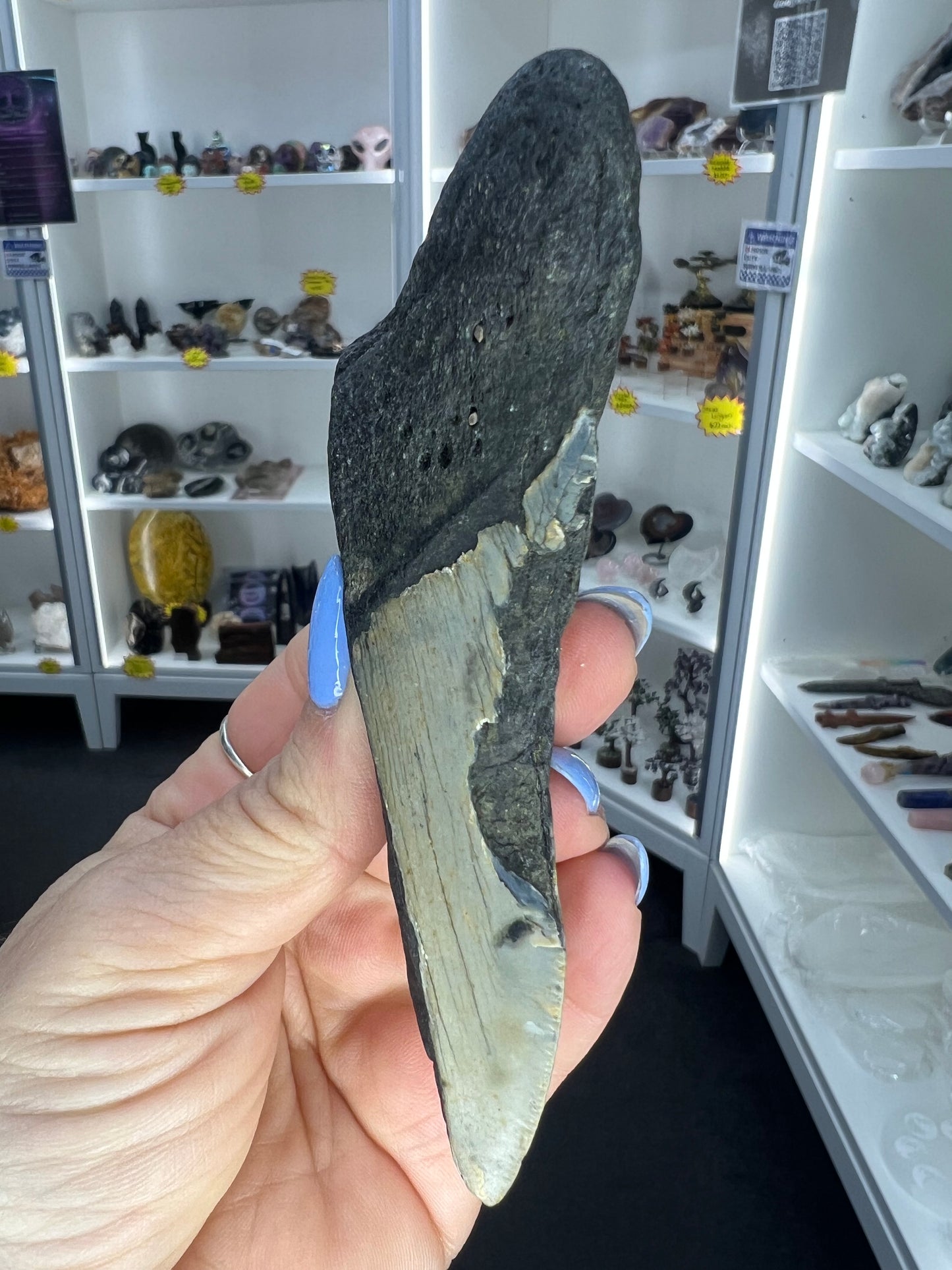 Megalodon Tooth