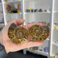Ammonite Pair