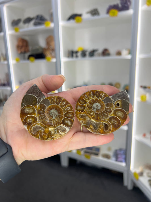 Ammonite Pair
