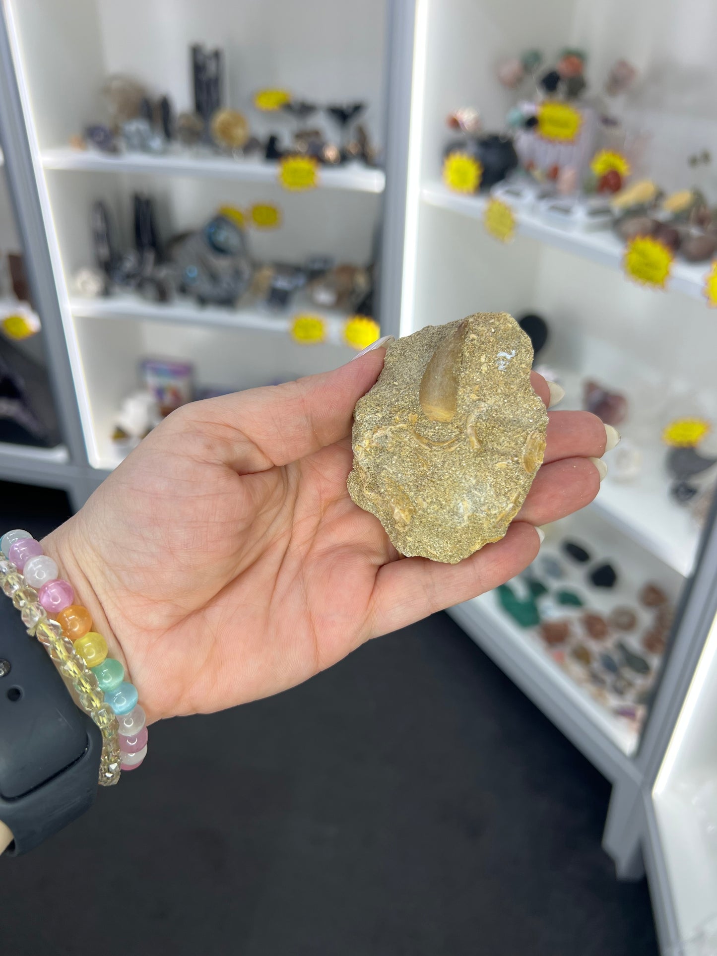 Dinosaur Tooth in Matrix