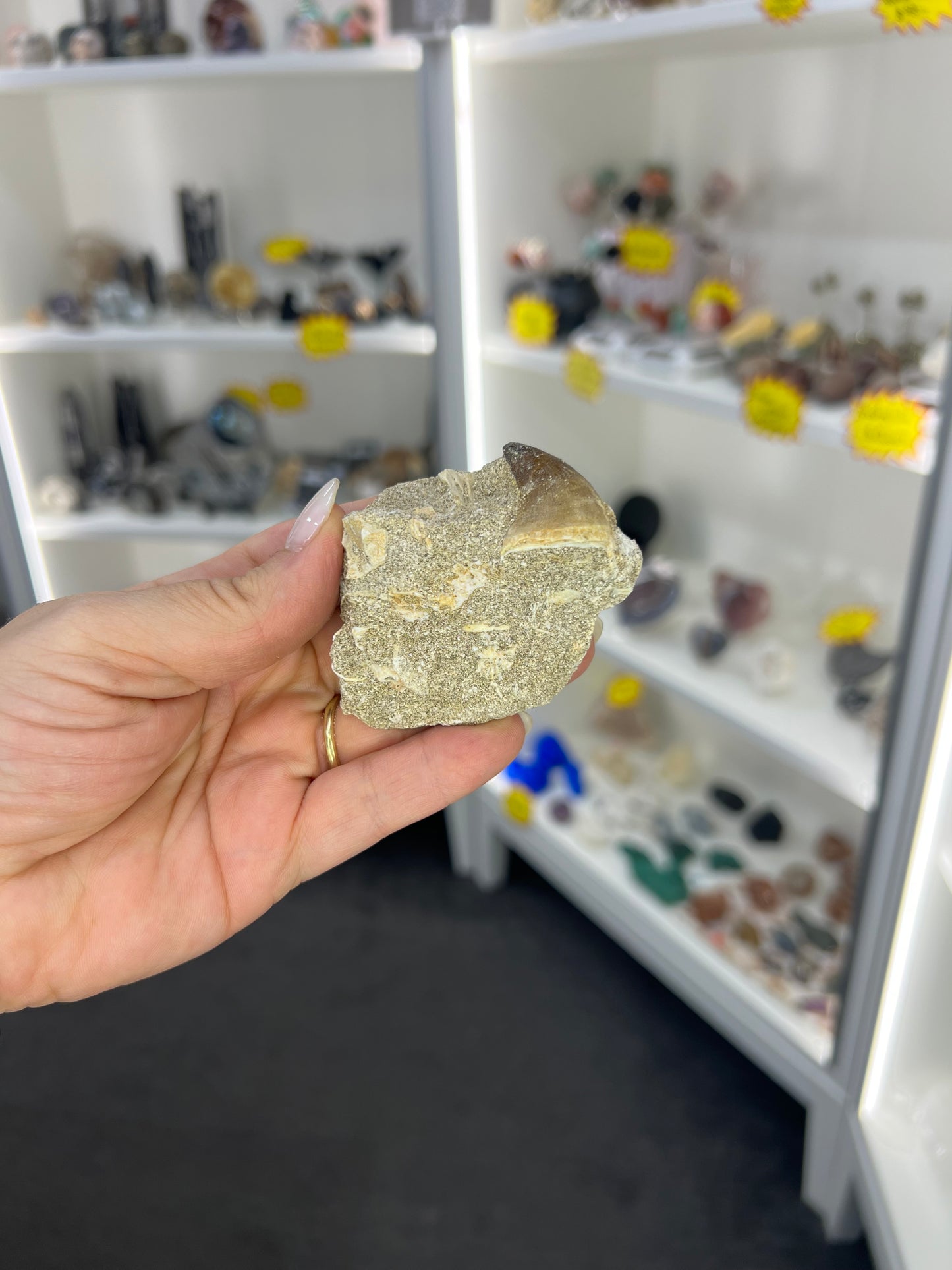 Dinosaur Tooth in Matrix