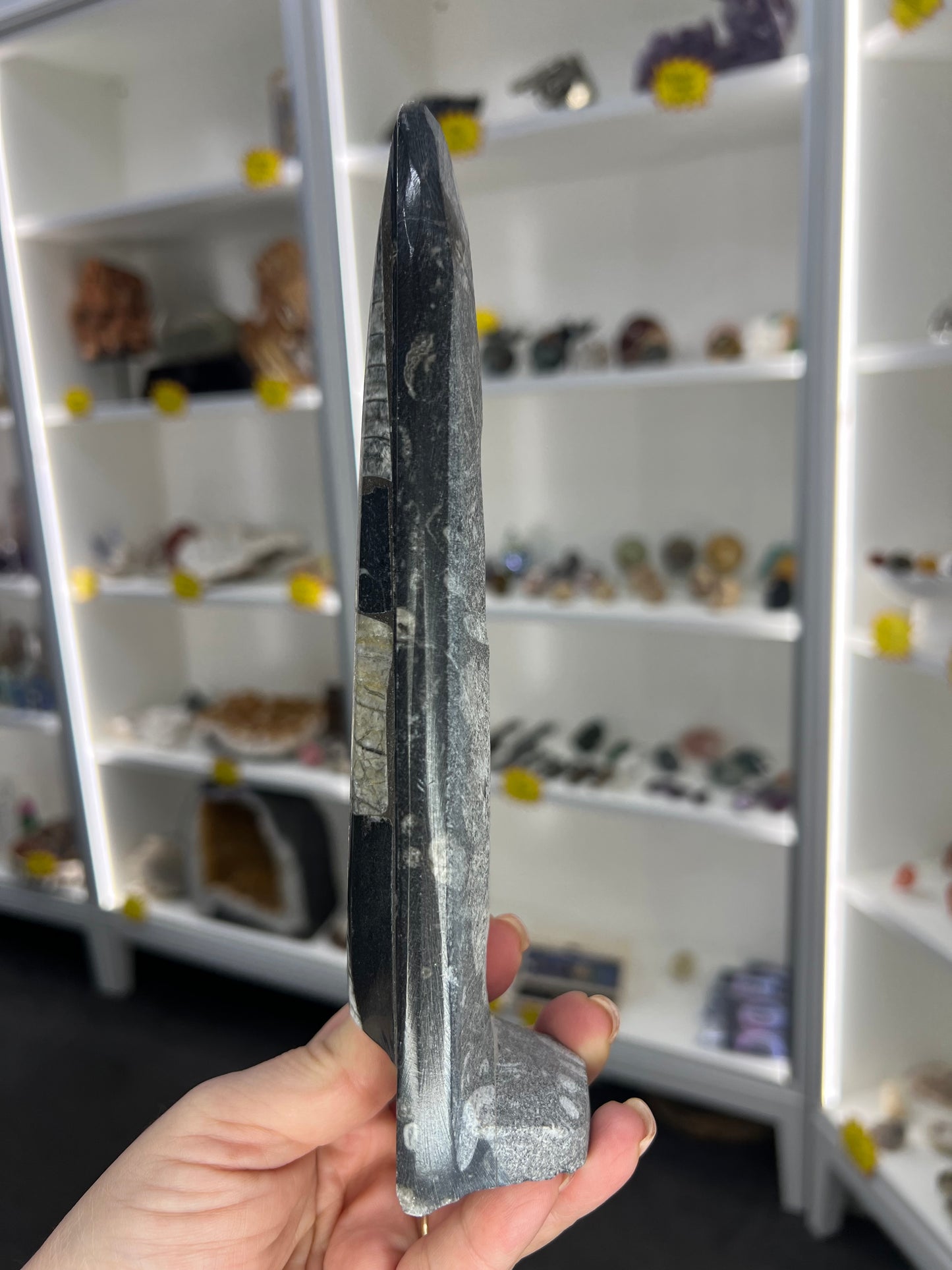 Orthoceras Totem