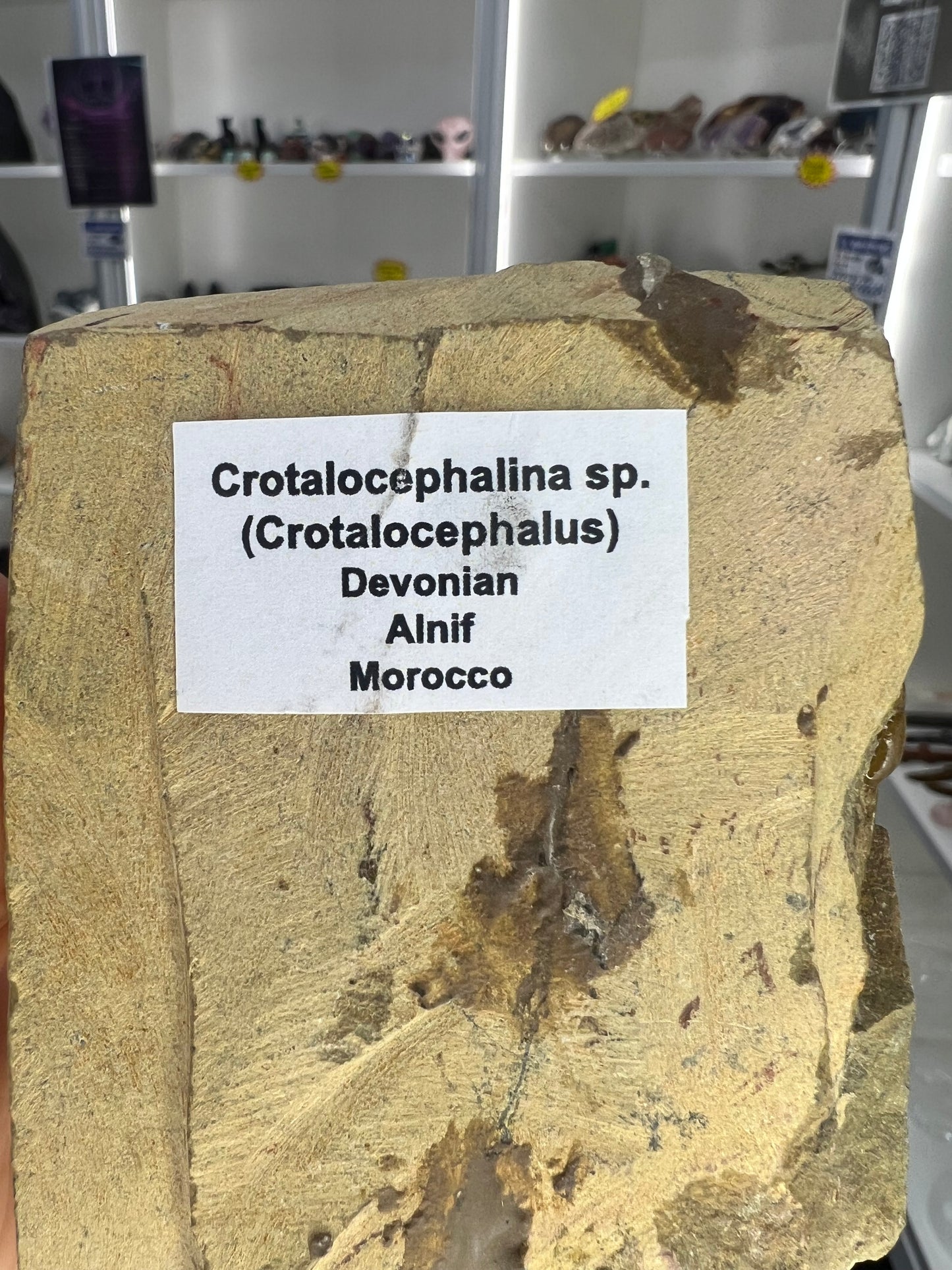 Trilobite in Matrix