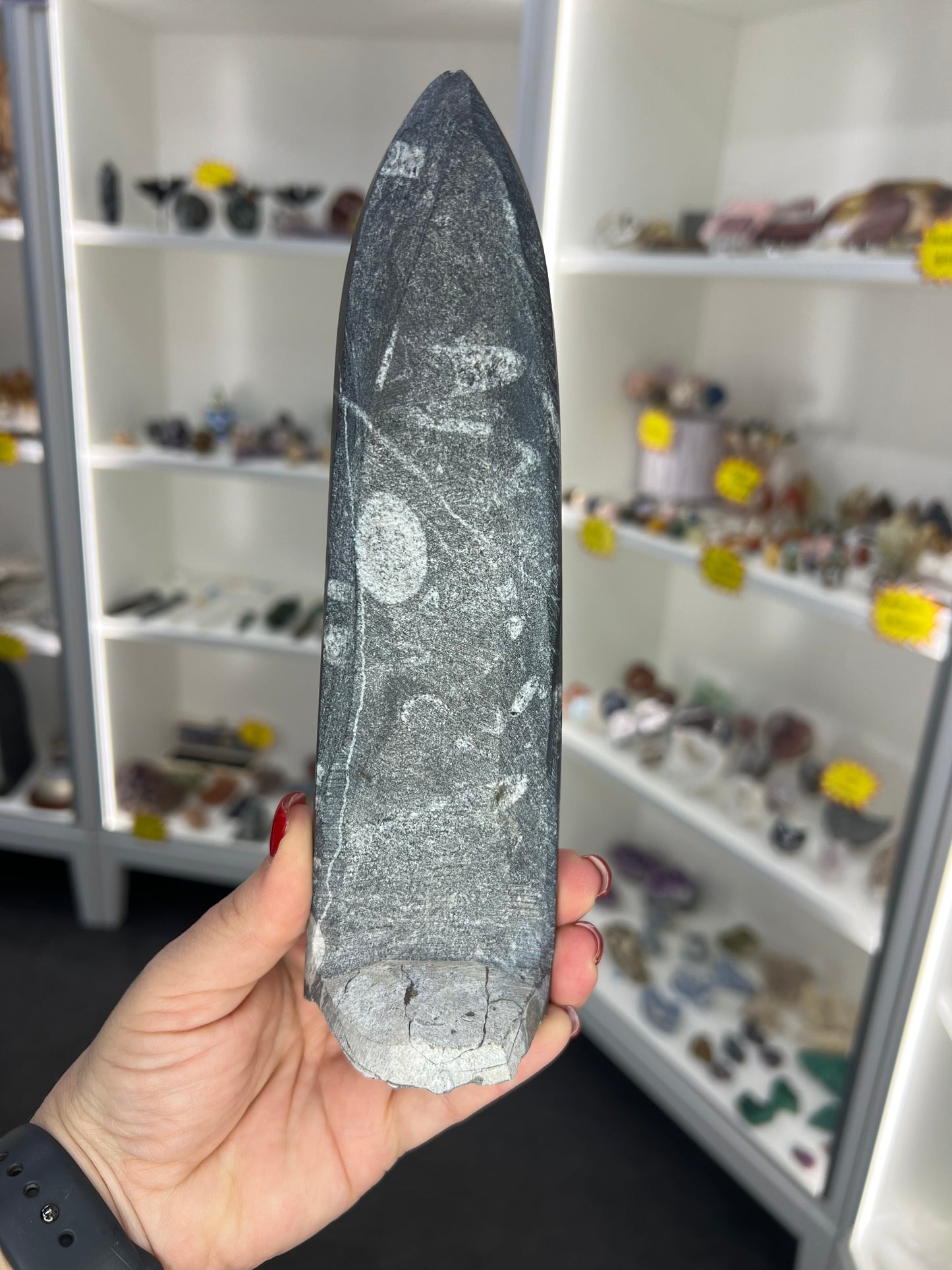 Orthoceras Totem