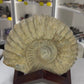 Agadir Ammonite Fossil on Stand