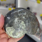 Gonatite Fossil