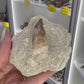 Dinosaur Tooth in Matrix