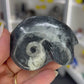 Gonatite Fossil