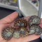 Ammonite Fossil