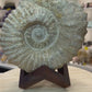 Agadir Ammonite Fossil on Wooden Stand