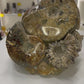 Absolutely Incredible Ammonite Cluster